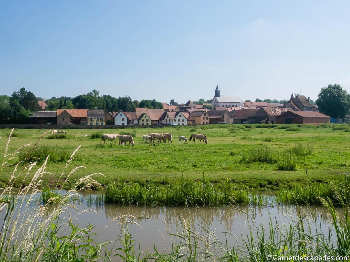Coeur D'Alsace Colmar Vignobles Ouest Avec Terrasses Villa วินเซินไฮม์ ภายนอก รูปภาพ
